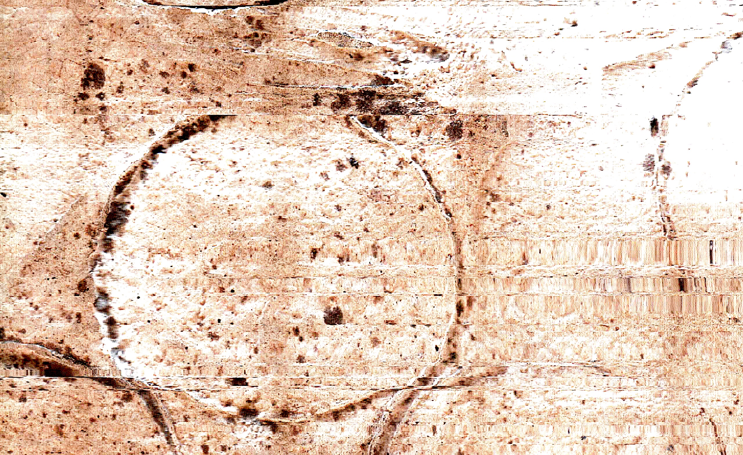 un contorno circular oscuro reúne poros, manchas y pequeñas marcas sobre una base clara.
